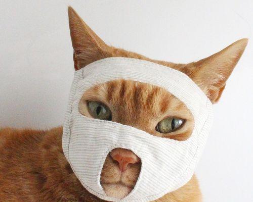 被猫咬伤怎么办（掌握正确的处理方式）