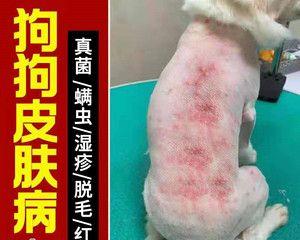 如何治疗宠物身上的犬螨（了解犬螨症状及治疗方法）