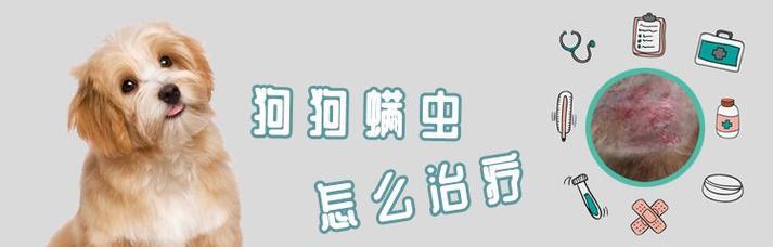 如何治疗宠物身上的犬螨（了解犬螨症状及治疗方法）