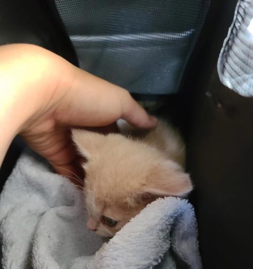 如何处理不喝奶的小猫（以人工补奶为主的宠物护理技巧）