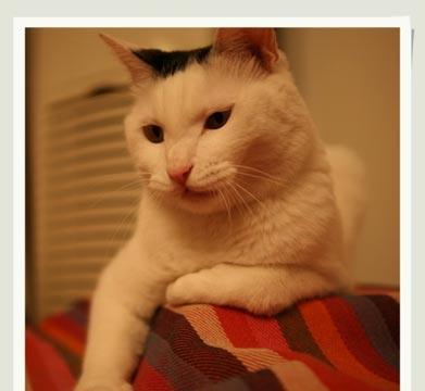 猫咪发情期的全面解析