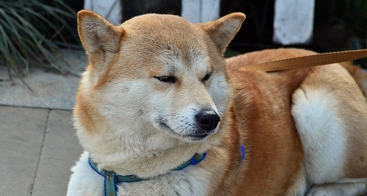 探寻日本柴犬的价格奥秘（以宠物为主的日本柴犬价格解析）