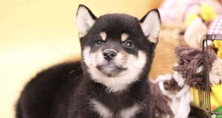 探寻日本柴犬的价格奥秘（以宠物为主的日本柴犬价格解析）