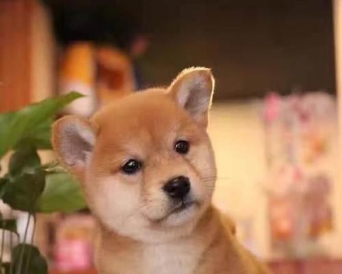 探寻日本柴犬的价格奥秘（以宠物为主的日本柴犬价格解析）