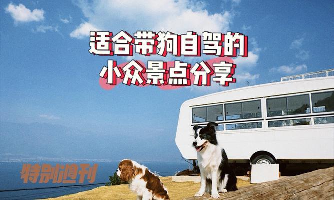 带宠物自驾游指南（让狗狗也享受旅途的乐趣）