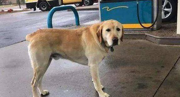 狗狗不会走路怎么办？可能的原因和解决方法是什么？