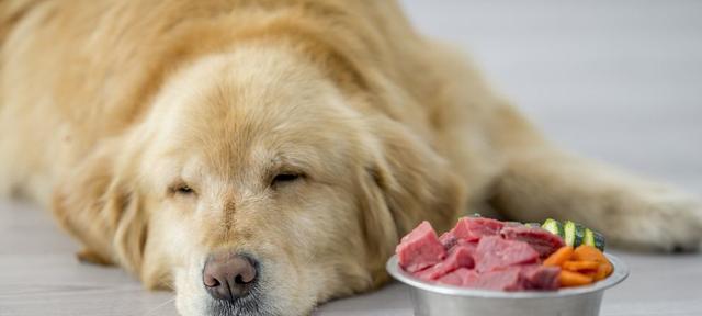 狗狗不能吃哪些东西？如何确保宠物饮食安全？