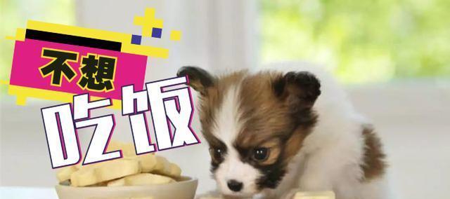 狗狗食欲不振怎么办？如何解决狗狗拒食问题？