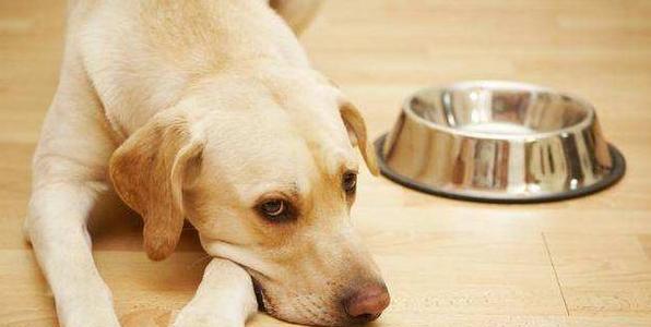 狗狗不吃食怎么办？如何解决宠物食欲不振问题？
