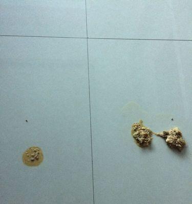 狗狗长蛔虫会持续多久？如何有效治疗？