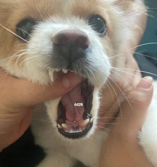 狗狗长双排牙的图片是什么情况？如何处理？