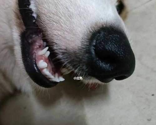 狗狗长双排牙的图片是什么情况？如何处理？