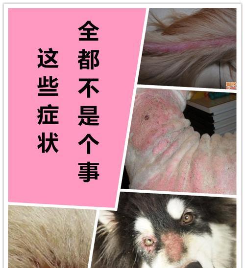 狗狗长螨虫怎么办呢？有效治疗方法有哪些？