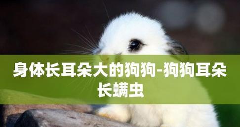 狗狗长螨虫怎么办呢？有效治疗方法有哪些？