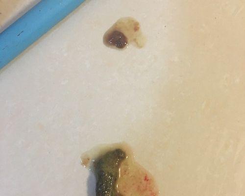 狗狗肠胃拉血怎么办？如何快速识别并处理？