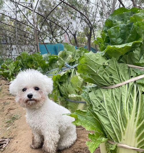 狗狗吃白菜有好处吗？白菜对狗狗的健康有哪些影响？