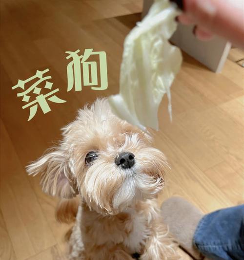 狗狗吃白菜有好处吗？白菜对狗狗的健康有哪些影响？