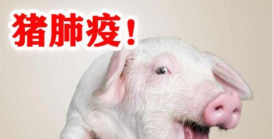 狗狗吃的猪肺怎么做？安全烹饪猪肺的步骤是什么？