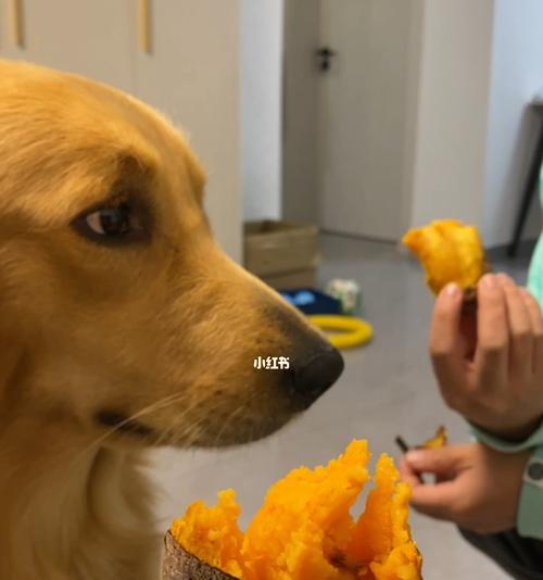 狗狗吃红薯有哪些潜在危害？如何避免？