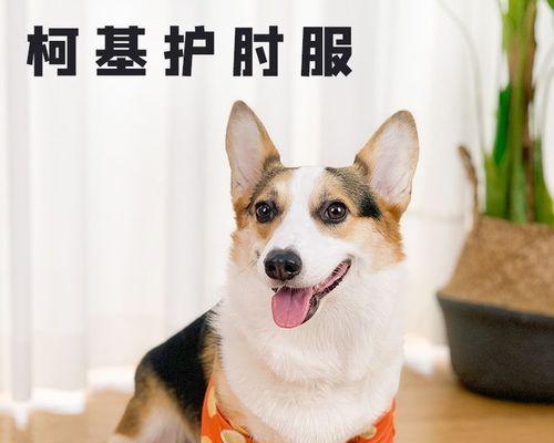 狗狗吃灰尘会怎么样？对健康有什么影响？