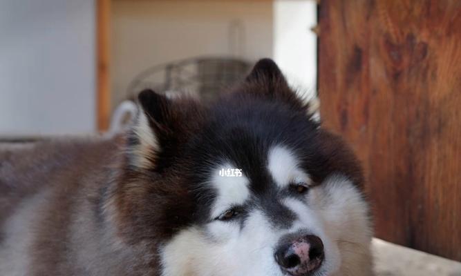 狗狗误食辣椒后如何处理？有哪些紧急措施？