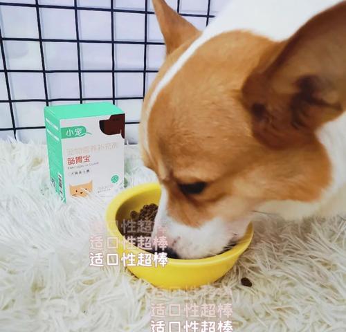 狗狗肠胃不适怎么办？哪种肠胃宝最适合宠物狗？