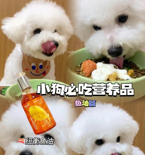 狗狗吃什么比较开胃？开胃食物推荐及喂食技巧是什么？