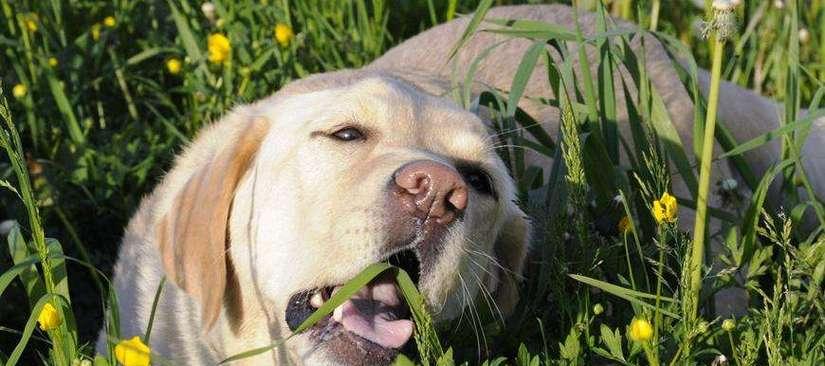 狗狗吃土是什么原因？如何解决狗狗异食癖问题？