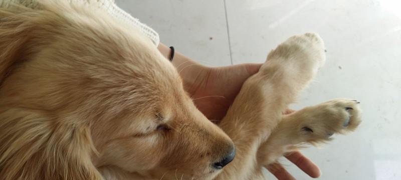 狗狗抽筋是怎么样的？如何正确处理狗狗抽筋的情况？