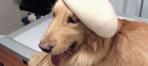 狗狗打吊针时如何准确找到血管？常见问题有哪些？