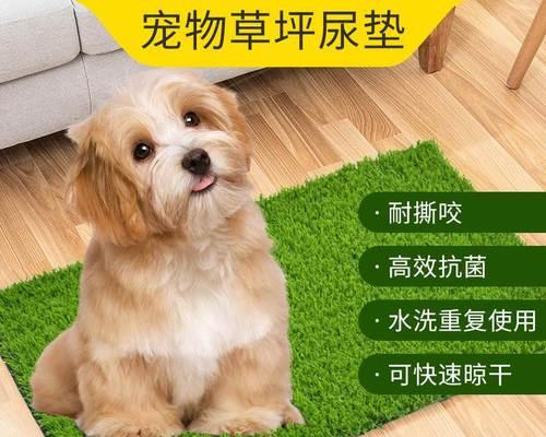 狗狗一天大便几次才算正常？如何判断健康状况？