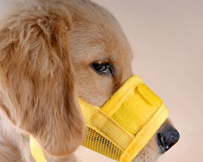 狗狗使用防叫口罩是否合适？如何正确选择和使用？