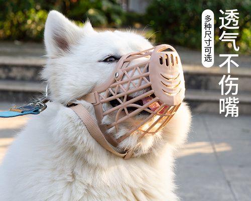狗狗使用防叫口罩是否合适？如何正确选择和使用？