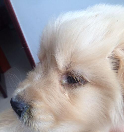 狗狗得了狗瘟应该吃什么？如何为病犬准备合适的饮食？