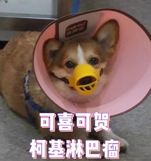 狗狗得了淋巴癌会感到疼痛吗？如何缓解？