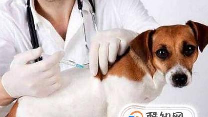 狗狗细小和感冒怎么办？症状、治疗和预防措施是什么？