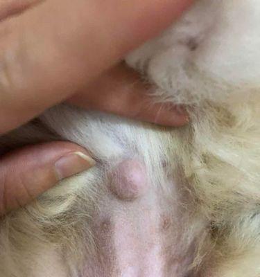 狗狗疝气症状有哪些？如何进行家庭急救处理？