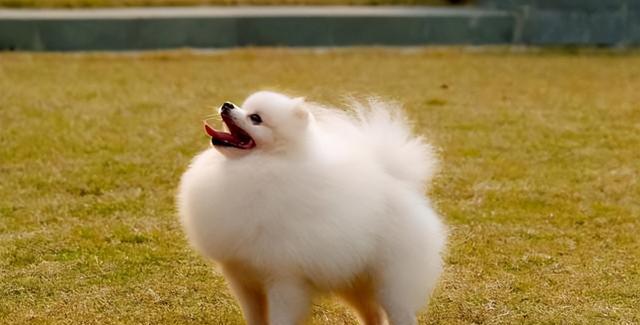 狗狗的毛变硬是什么原因？如何解决？