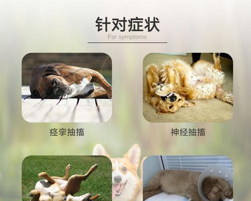 狗狗的脑炎会传染吗？如何预防和处理？