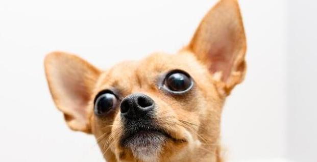 狗狗的脑炎会传染吗？如何预防和处理？