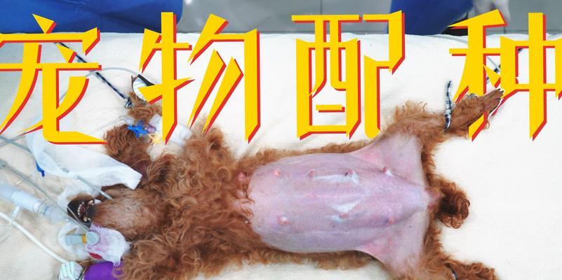 狗狗阴茎出现黑点是怎么回事？如何处理？