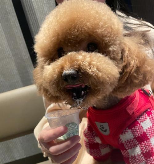 狗狗第一次吃犬心保需要注意什么？常见问题有哪些？