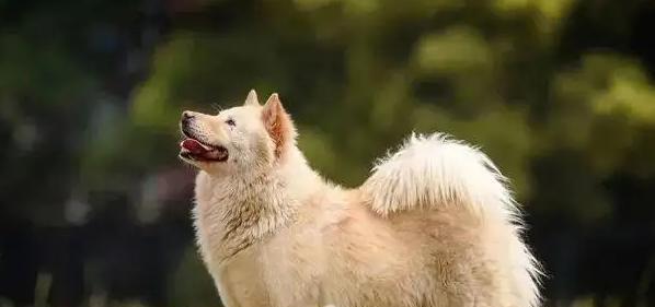 狗狗掉毛应该怎么办？有效减少宠物掉毛的策略是什么？