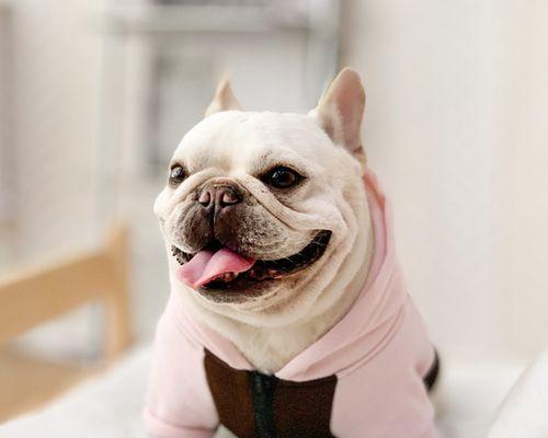 狗狗冬天掉毛怎么办？如何减少宠物冬季脱毛问题？
