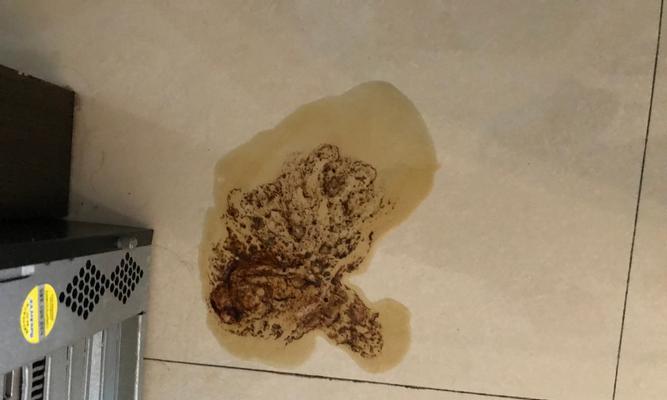 狗狗肚子钩虫怎么办？如何有效预防和治疗？
