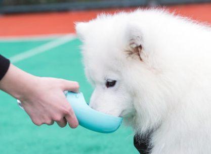 狗狗肚子抖动的原因是什么？需要担心吗？