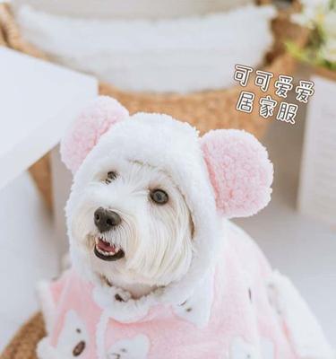 狗狗怀孕多久能看出来？常见迹象有哪些？