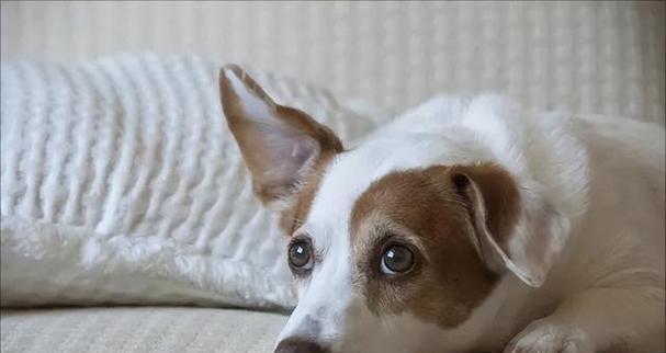 狗狗耳朵很油是什么原因？如何处理？