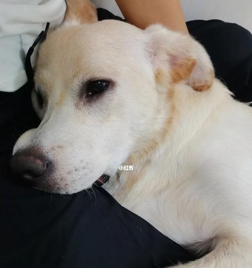 狗狗发烧了怎么办？识别症状和应对措施是什么？