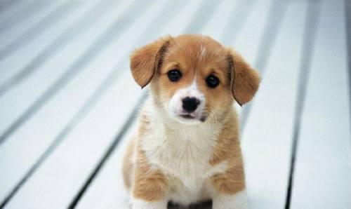 狗狗犯错应该怎么办？有效纠正狗狗行为的方法是什么？